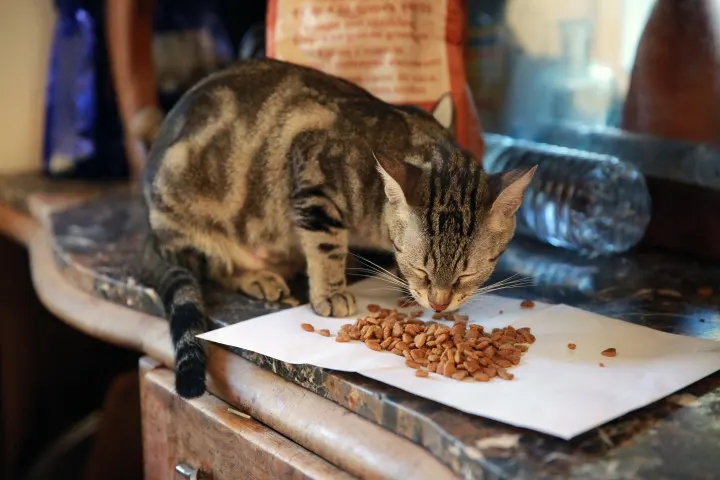cat-eating-roasted-cashew