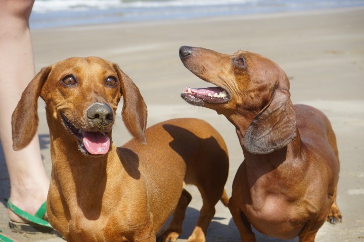 Dachshund-dogs-on-beach