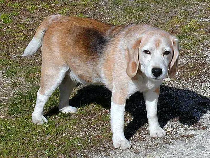 grooming-beagle