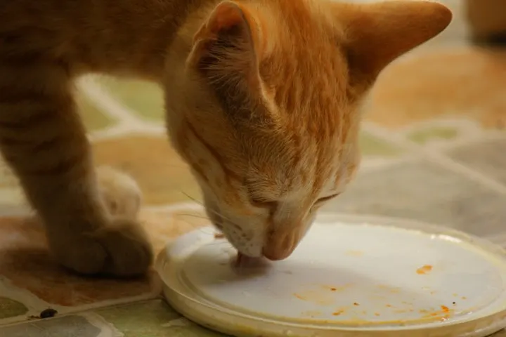 cat-eating