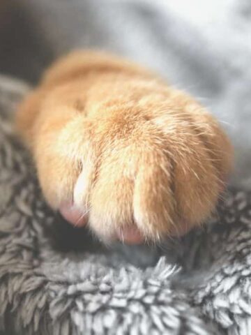Why Do Cats Not Like Their Paws Touched? (Find Out Now!)