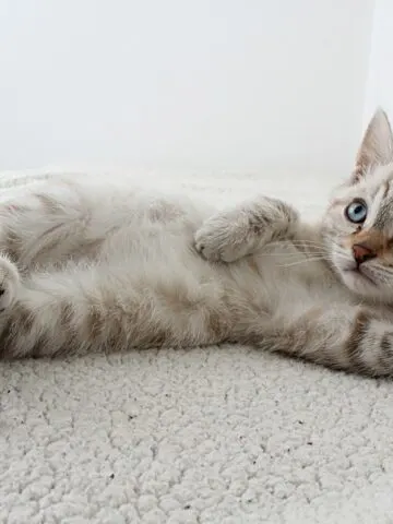 Why Do Cats Flop Down In Front Of You? (Find Out Now!)