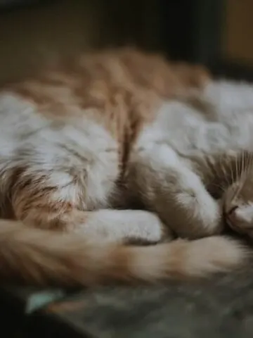 Why Do Cats Curl Up Into A Ball? (Find Out Now!)