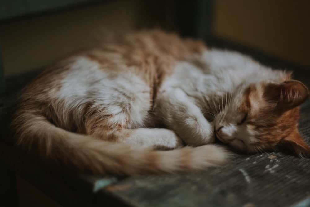 why do cats curl up