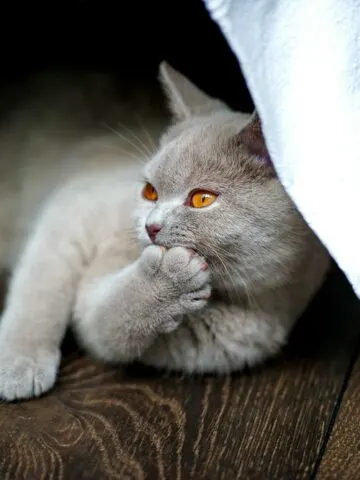Why Do Cats Fold Their Paws? (Find Out Now!)