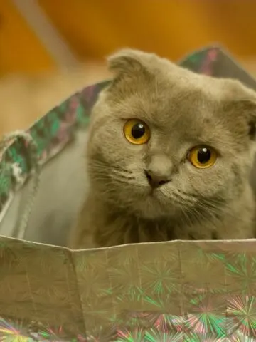 Why Do Cats Like Crinkly Things? (Find Out Now!)