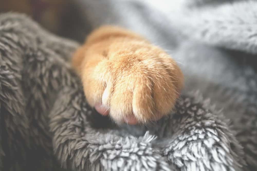 Why don't cats like their paws touched?