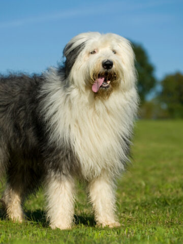 Are Old English Sheepdogs Hypoallergenic?
