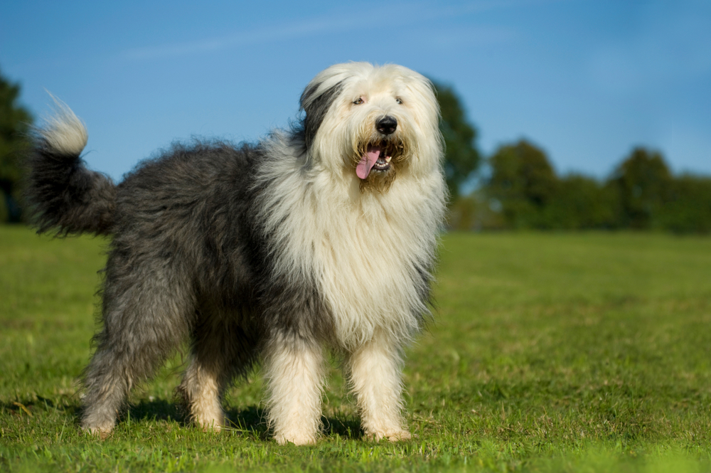 Are old english sheepdogs hypoallergenic?