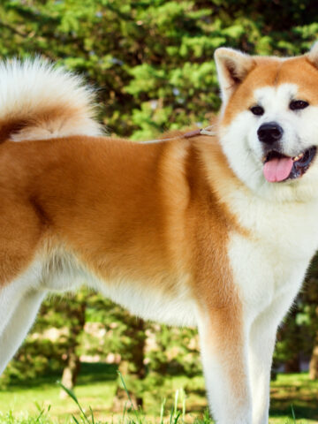 Are Akitas A Hypoallergenic Breed? (Find Out Now!)