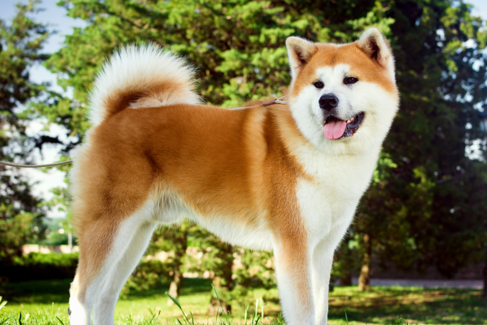 Are Akitas a Hypoallergenic Breed