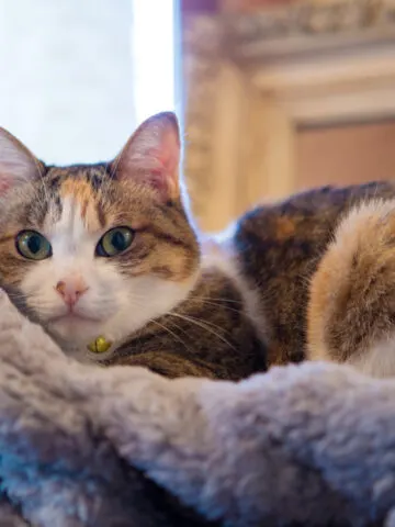 Are Calico Cats Hypoallergenic? (Find Out Now!)