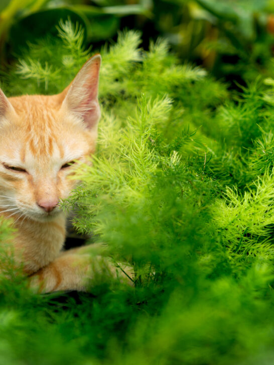 Can Cats Eat Asparagus? (See What The Vet Says!)
