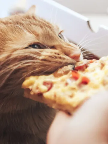 Can Cats Eat Pizza? (Find Out What The Vet Says!)