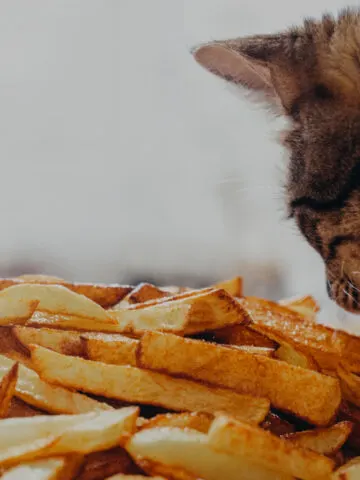 Can Cats Eat French Fries? (See What The Vet Says!)