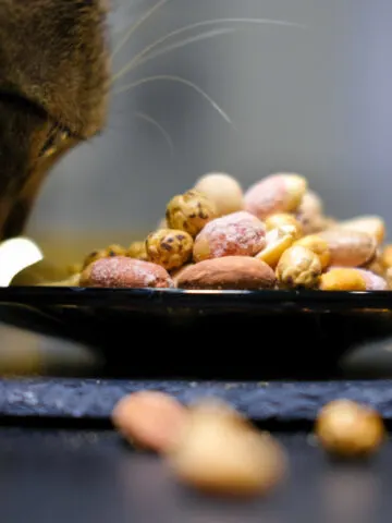 Can Cats Eat Cashews? (See What The Vet Says!)