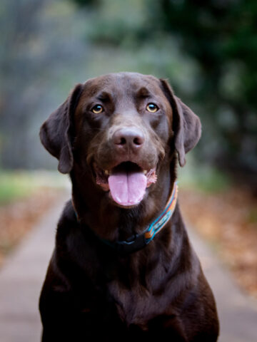 Do Chocolate Labs Shed? (Find Out Now!)