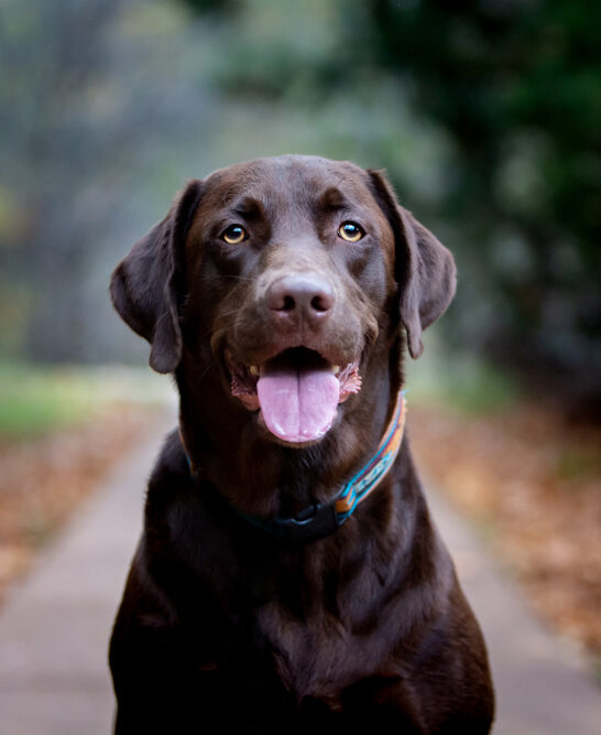 Do Chocolate Labs Shed?