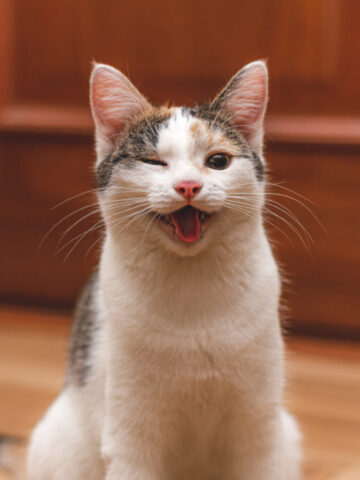 Why Do Cats Wink? (Find Out Now!)