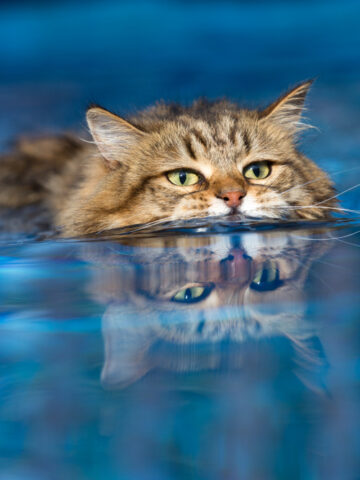 Can Cats Swim? (Find Out Now!)