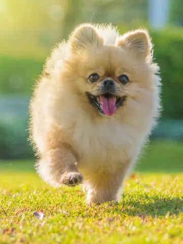 Do Pomeranians Shed? (Find Out Now!)