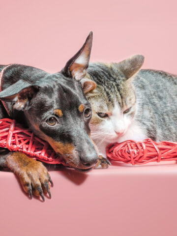 Are Dobermans Good With Cats? (Find Out Now!)