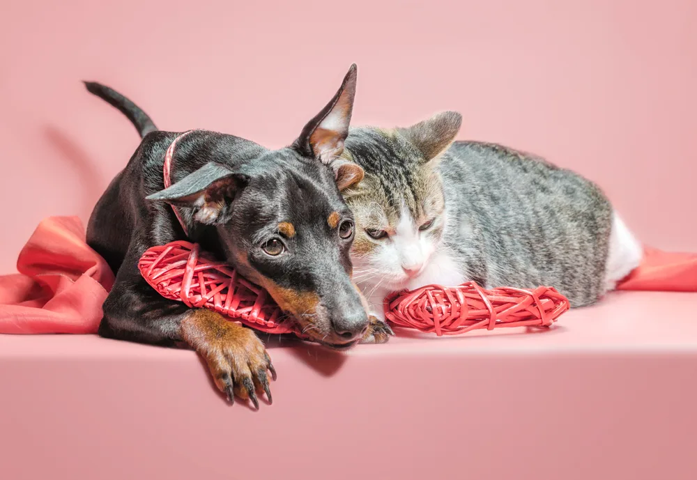 Are Dobermans Good With Cats