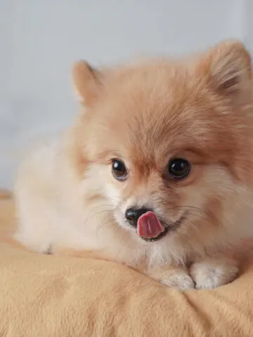 Why Do Dogs Lick Pillows? (And How to Break the Habit!)