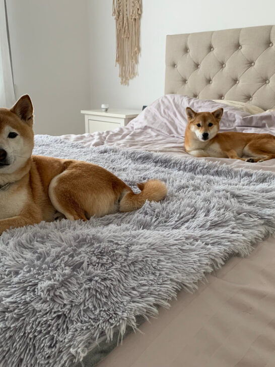 Are Shiba Inus Hypoallergenic? (Find Out Now!)