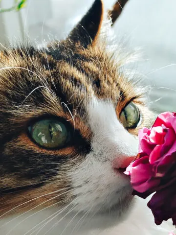 Why Do Cats Smell Good? (Find Out Now!)
