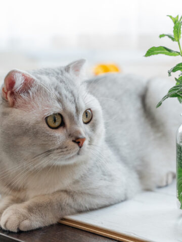 Can A Cat Eat Mint? (See What The Vet Says!)