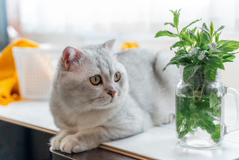 Can A Cat Eat Mint?