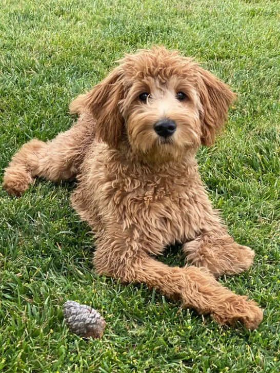 Do Goldendoodles Shed? (Find Out Now!)