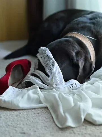 Why Do Dogs Lick Underwear? (Find Out Now!)