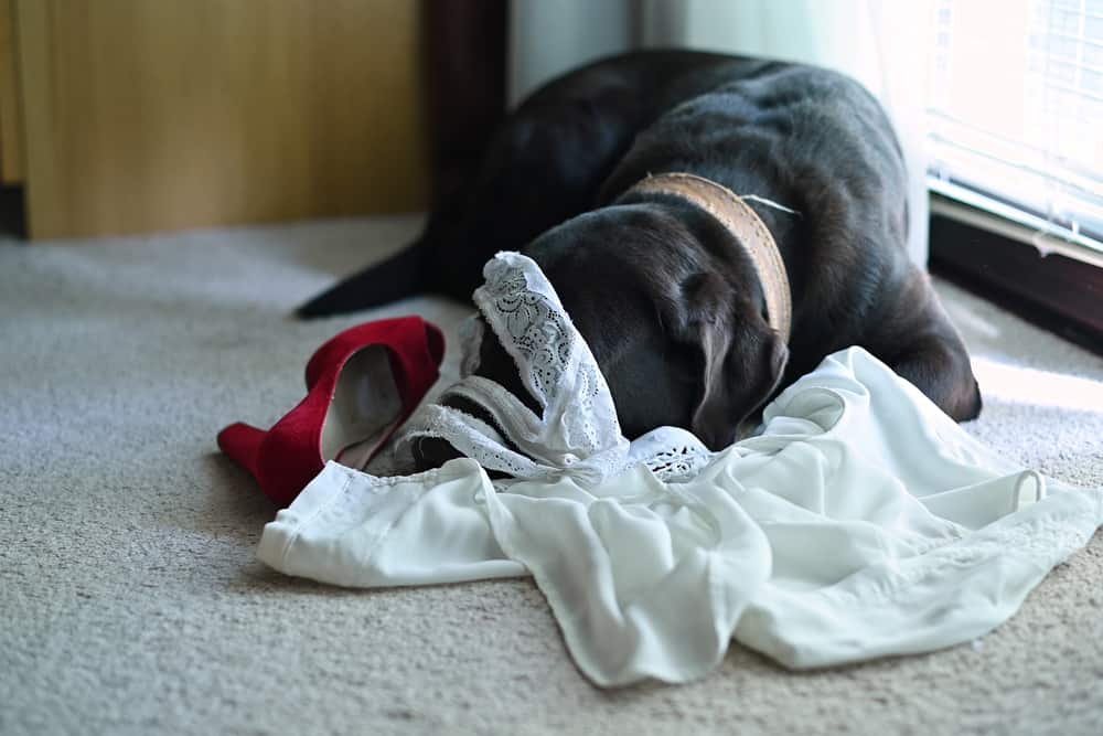 Why do dogs lick underwear