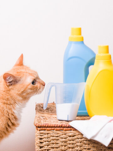 Why Do Cats Like The Smell of Bleach? (Find Out Now!)