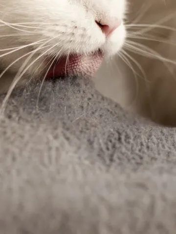 Why Do Cats Lick Blankets? (Find Out Now!)