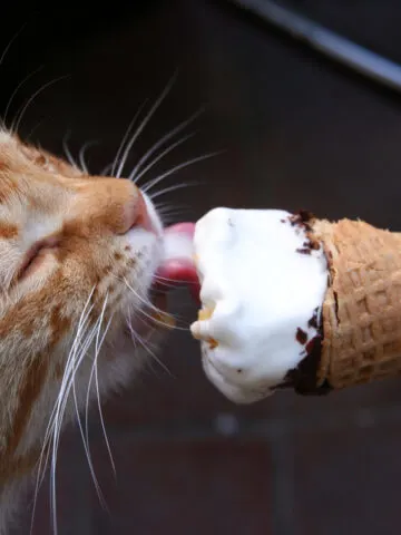 Can Cats Eat Ice Cream? (Find Out Now!)