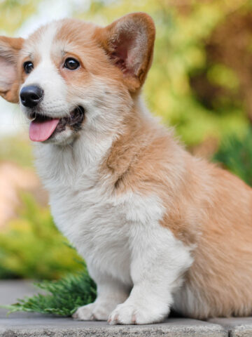 Do Corgis Shed? (Find Out Now!)