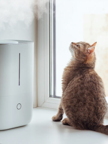 Are Humidifiers Safe For Cats? (Find Out Now!)
