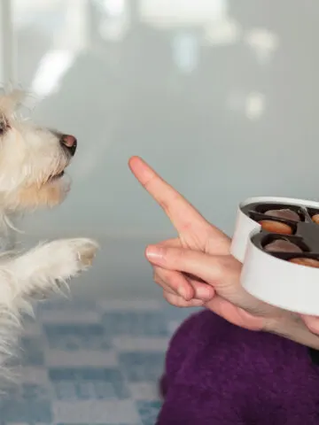 Can Dogs Eat Caramel? (Find Out Now!)