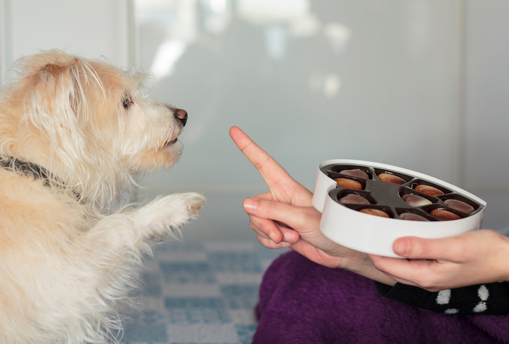 Can Dogs Eat Caramel?