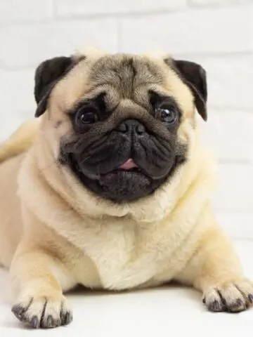 Are Pugs Hypoallergenic? (No, Find Out Why!)
