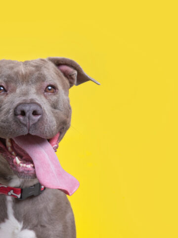 Do Pitbulls Shed? (Find Out Now!)