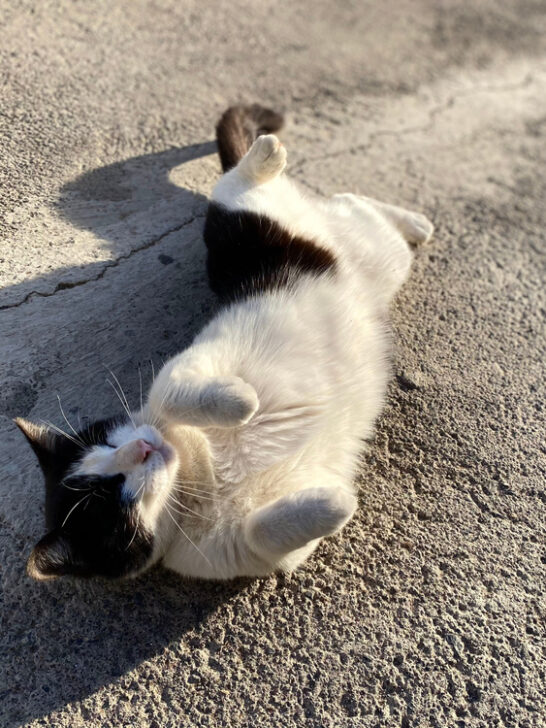Why Do Cats Roll Around On Concrete? (6 Reasons Why)
