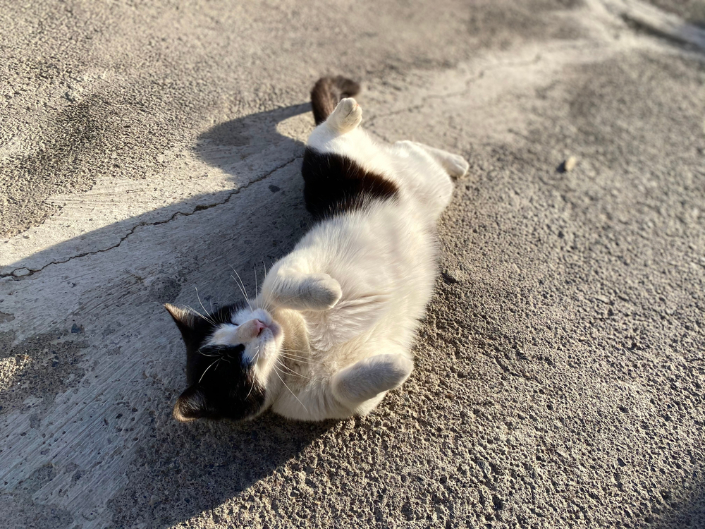 Why Do Cats Roll Around on Concrete