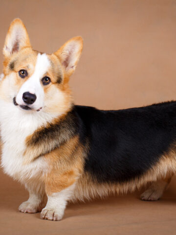 Are Welsh Corgis Hypoallergenic? (Find Out Now!)