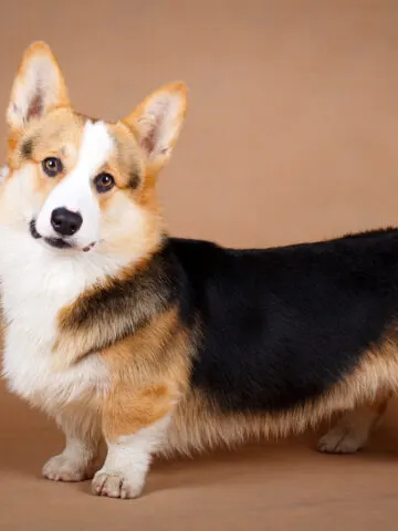 Are Welsh Corgis Hypoallergenic? (Find Out Now!)