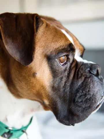 Are Boxers Hypoallergenic? (Find Out Now!)