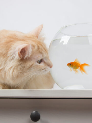 Why Do Cats Like Fish? (Find Out Now!)